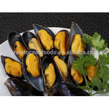 half shell blue mussel